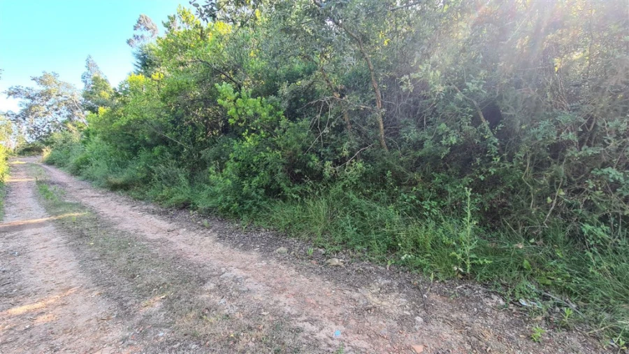 Terreno para Venda em Eiras e São Paulo de Frades Foto 1
