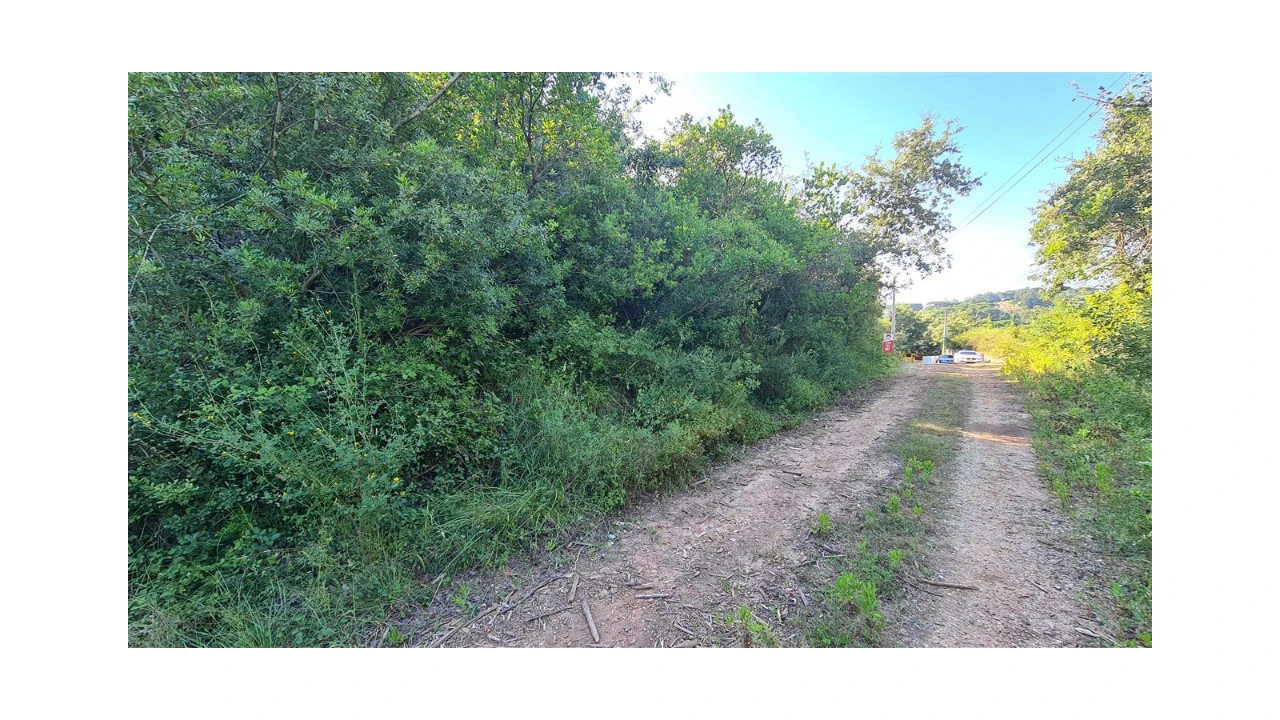 Terreno para Venda em Eiras e São Paulo de Frades Foto 2