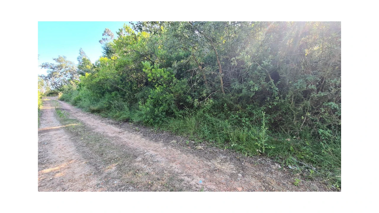 Terreno para Venda em Eiras e São Paulo de Frades Foto 1