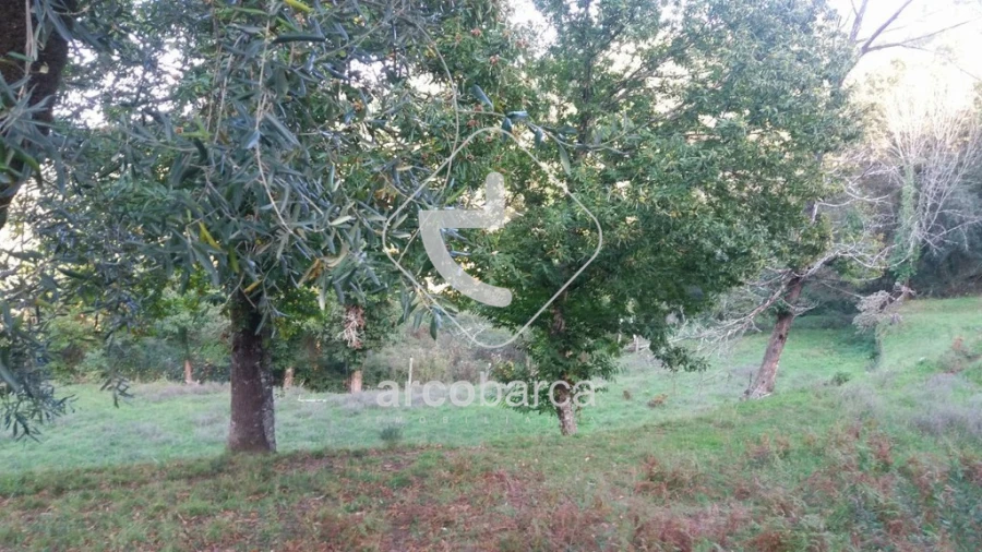 Terreno para Venda em Lavradas Foto 5