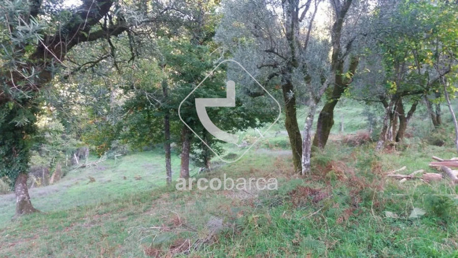 Terreno para Venda em Lavradas Foto 6