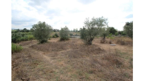 Terreno para Venda em Cernache