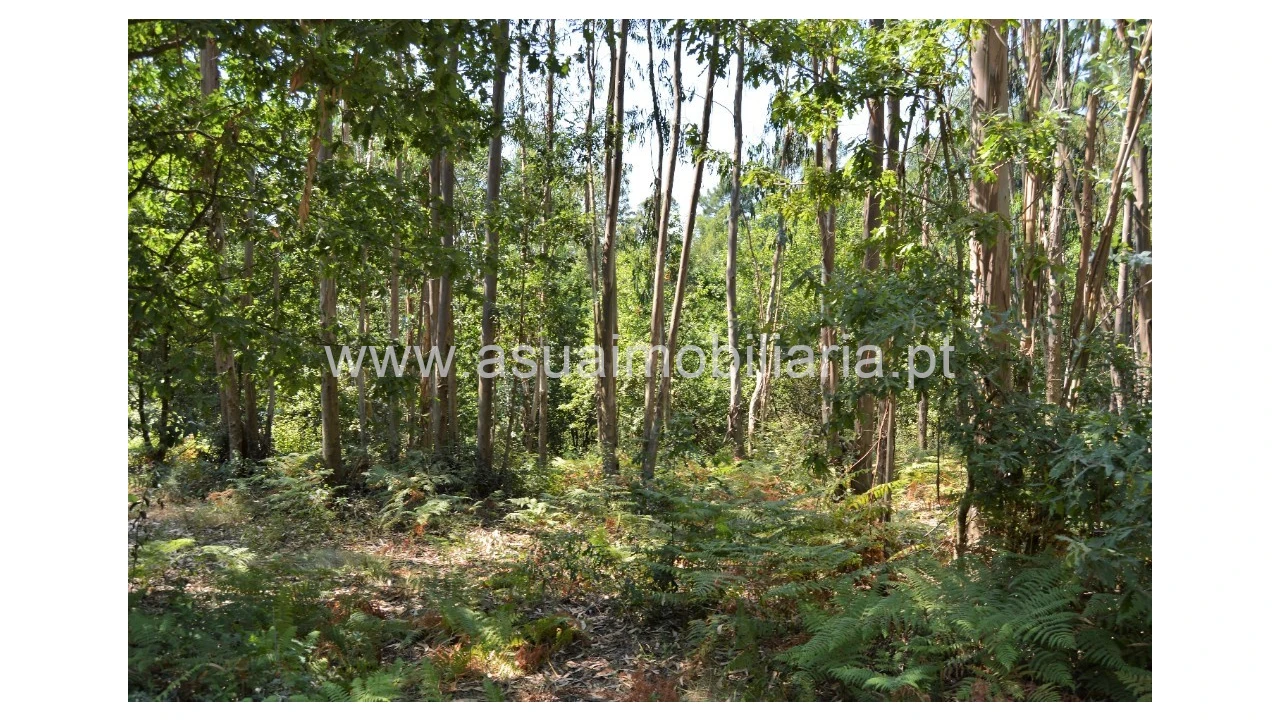 Terreno para Venda em Fiscal Foto 5