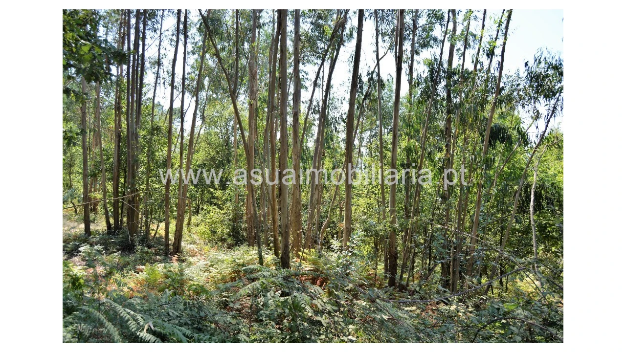 Terreno para Venda em Fiscal Foto 3