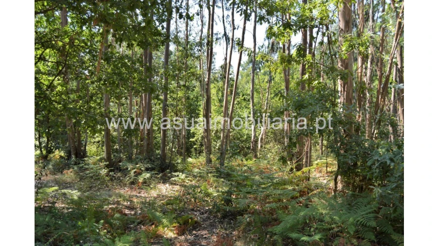 Terreno para Venda em Fiscal Foto 5