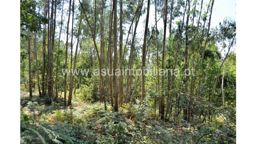 Terreno para Venda em Fiscal Foto 3