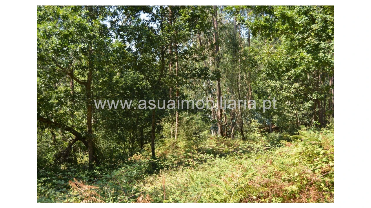 Terreno para Venda em Fiscal Foto 8