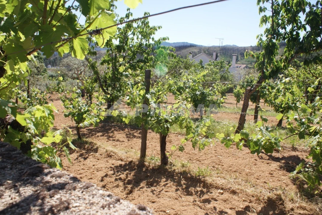 Terreno para Venda em Almaceda Foto 3