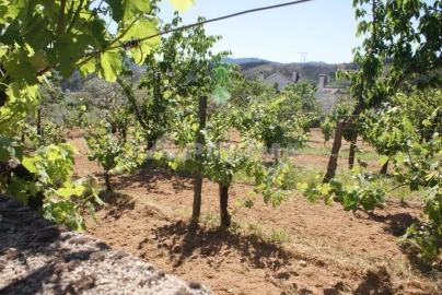Terreno para Venda em Almaceda