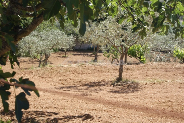 Terreno para Venda em Almaceda Foto 4