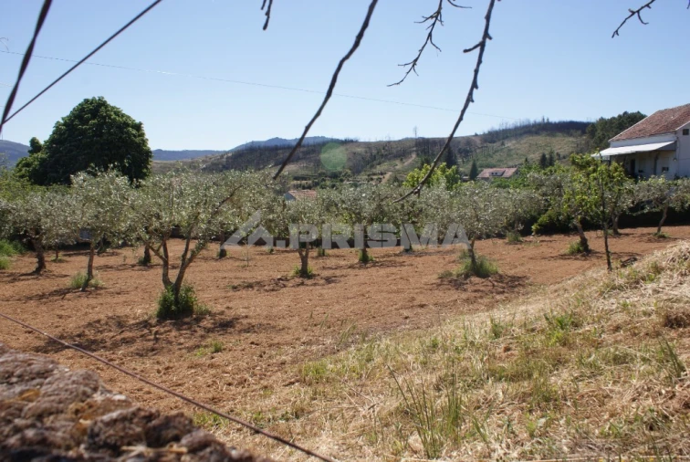 Terreno para Venda em Almaceda Foto 5