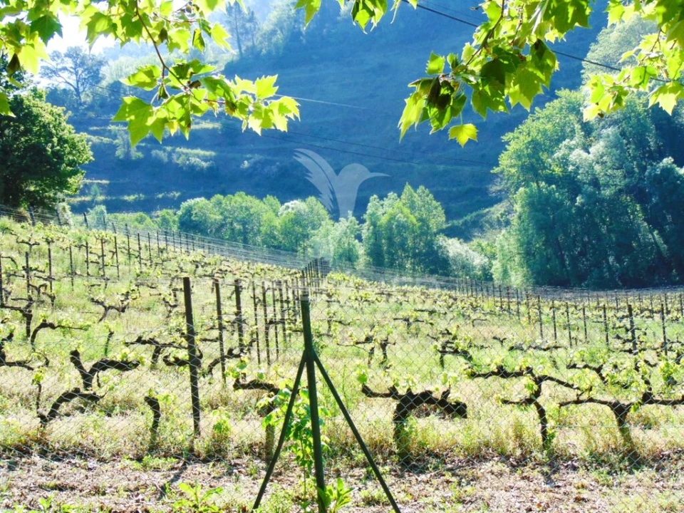Quinta para Venda em Louredo e Fornelos Foto 1