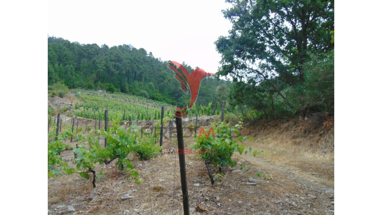 Quinta para Venda em Louredo e Fornelos Foto 10