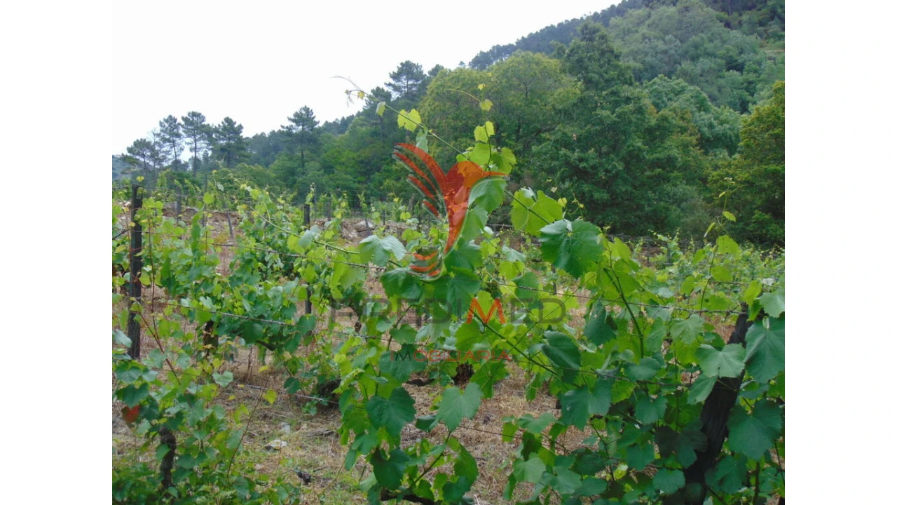 Quinta para Venda em Louredo e Fornelos Foto 12