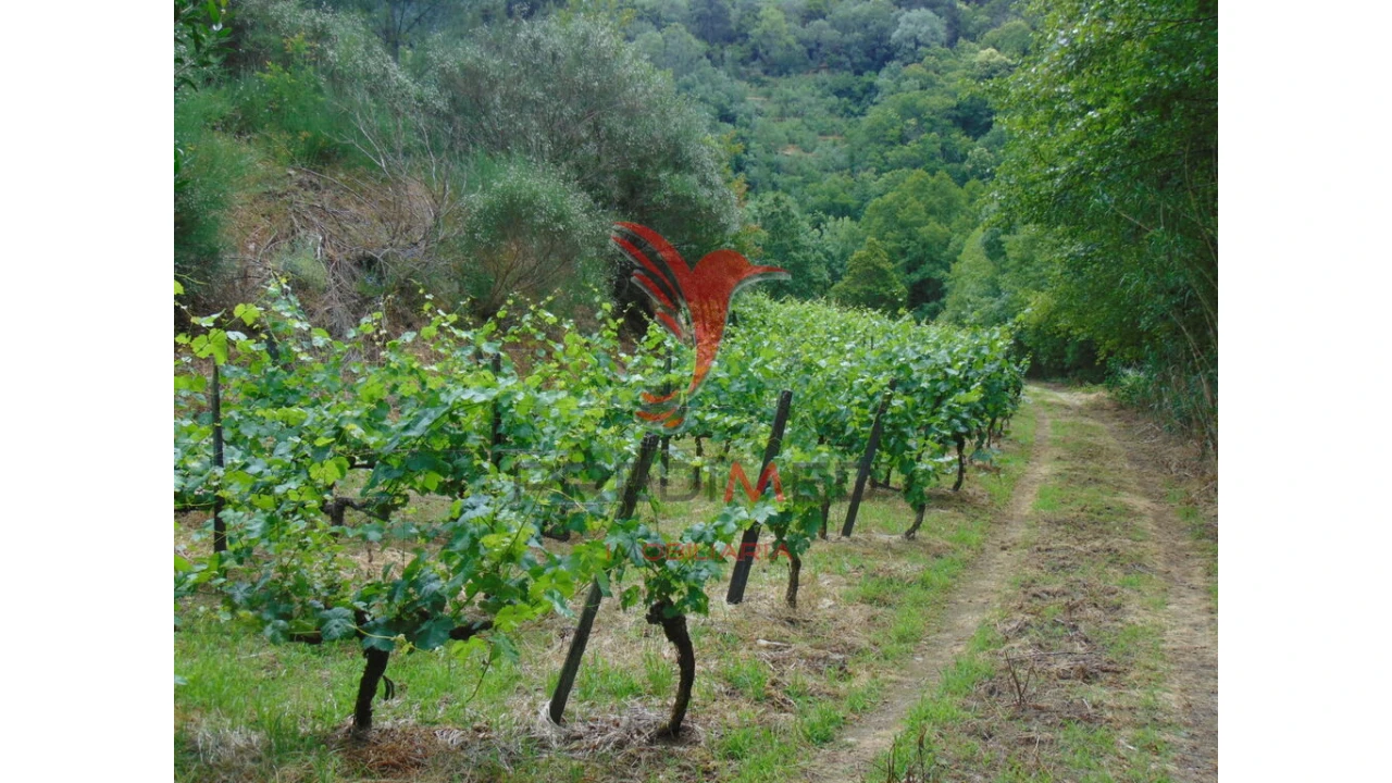 Quinta para Venda em Louredo e Fornelos Foto 9
