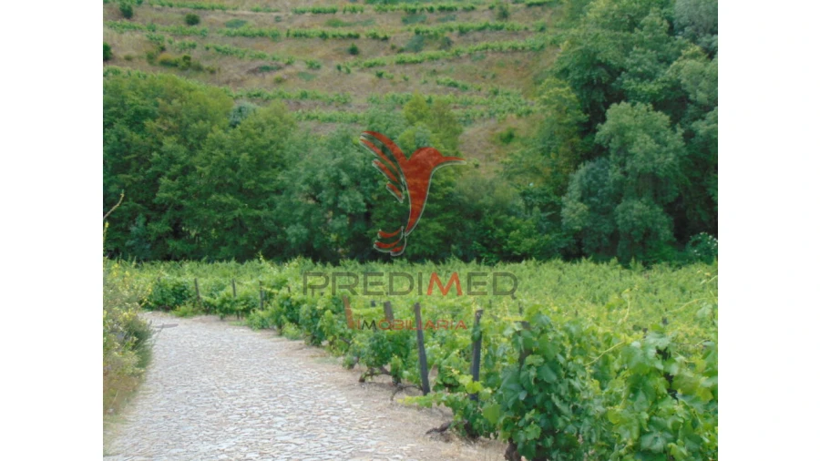 Quinta para Venda em Louredo e Fornelos Foto 18