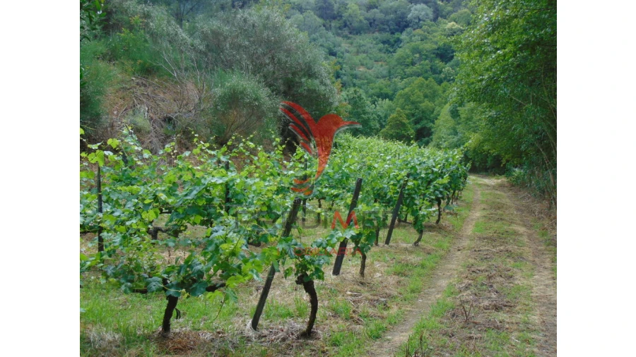 Quinta para Venda em Louredo e Fornelos Foto 9