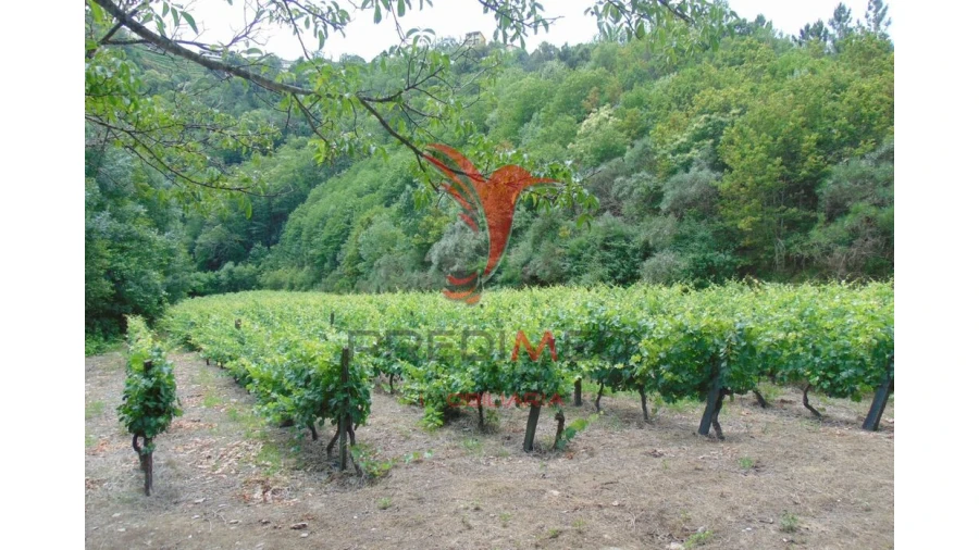 Quinta para Venda em Louredo e Fornelos Foto 17