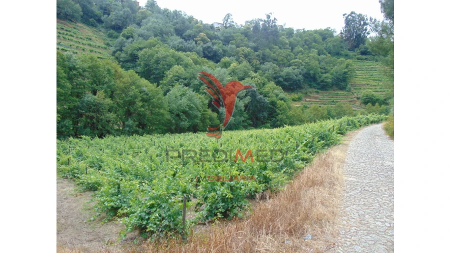 Quinta para Venda em Louredo e Fornelos Foto 3