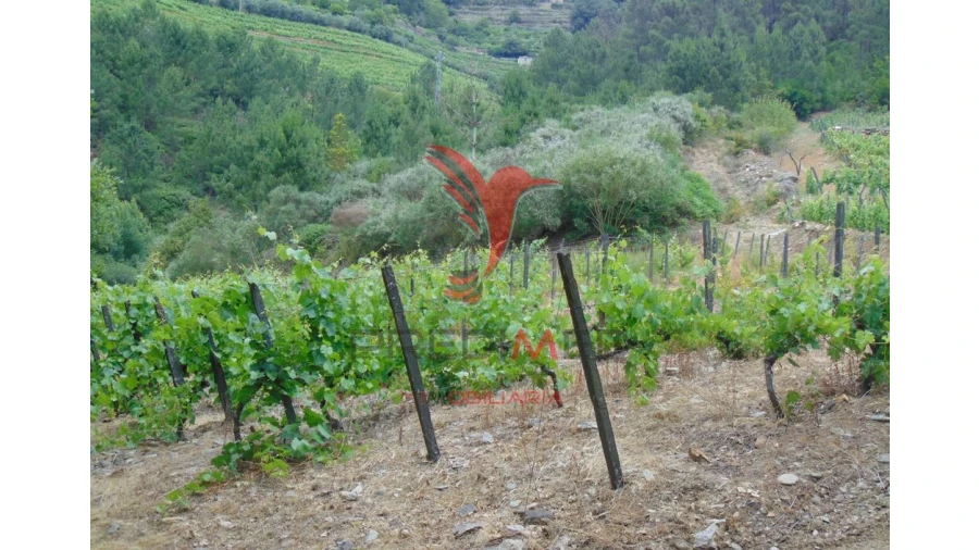 Quinta para Venda em Louredo e Fornelos Foto 19