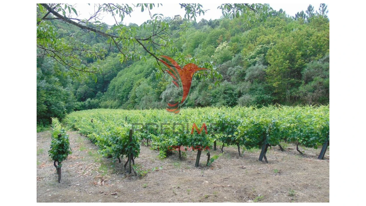 Quinta para Venda em Louredo e Fornelos Foto 17