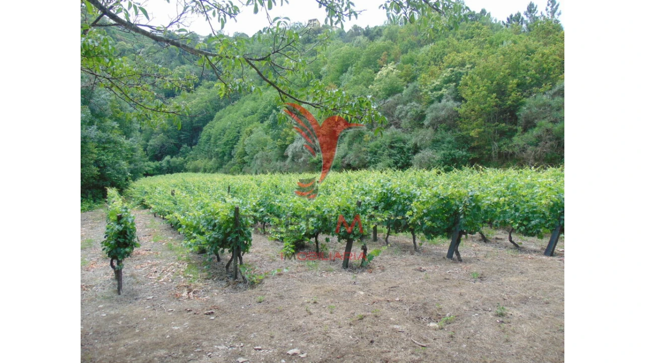 Quinta para Venda em Louredo e Fornelos Foto 5