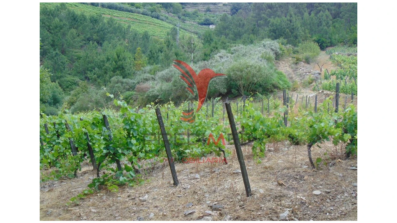 Quinta para Venda em Louredo e Fornelos Foto 19