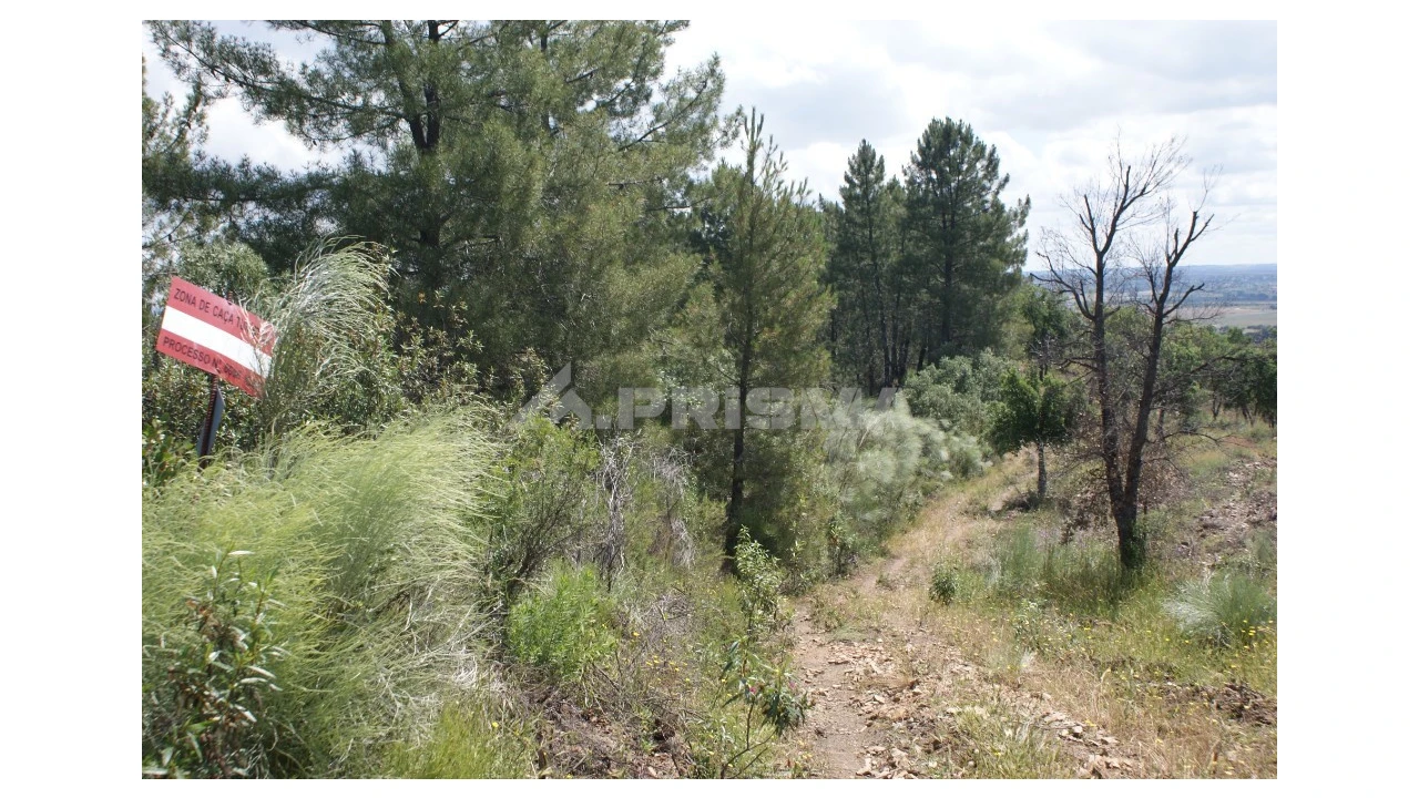 Terreno para Venda em Escalos de Baixo e Mata Foto 1
