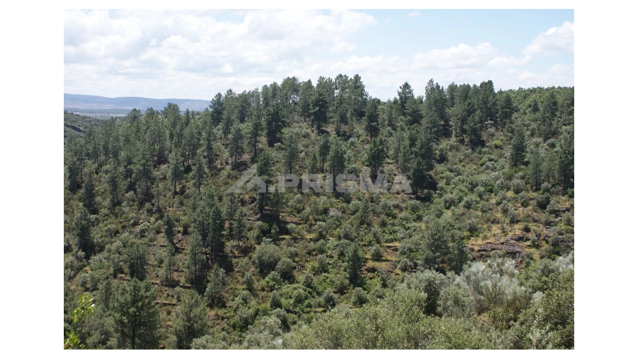 Terreno para Venda em Escalos de Baixo e Mata Foto 2