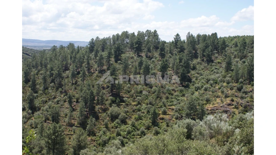 Terreno para Venda em Escalos de Baixo e Mata Foto 2