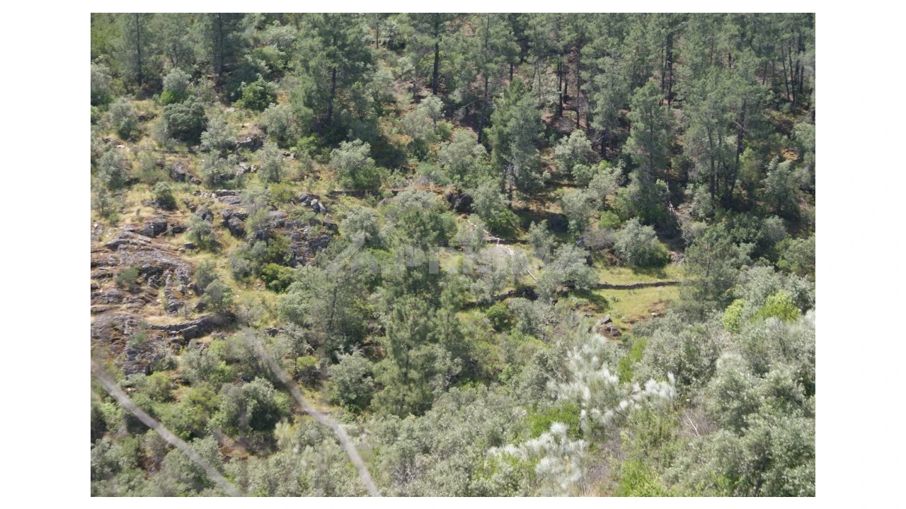 Terreno para Venda em Escalos de Baixo e Mata Foto 5