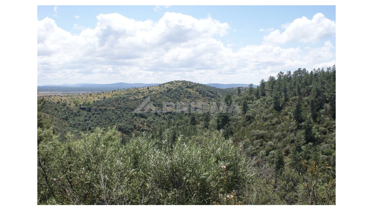 Terreno para Venda em Escalos de Baixo e Mata Foto 7