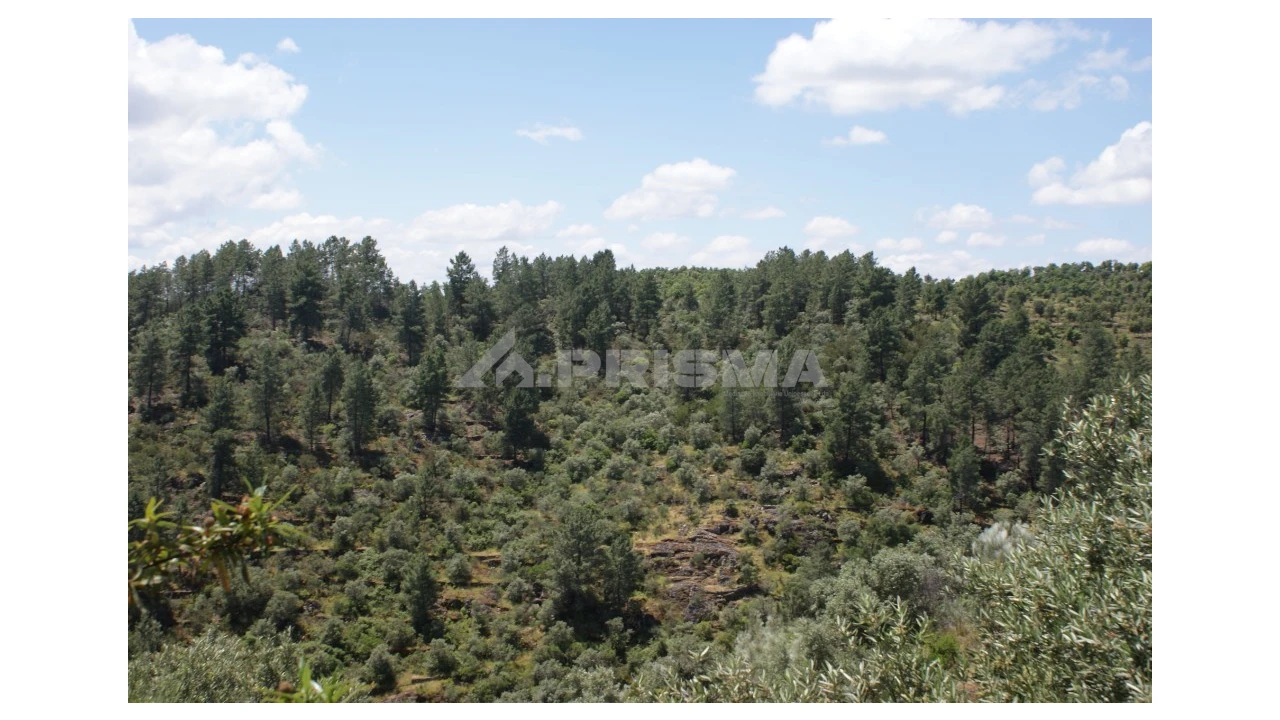 Terreno para Venda em Escalos de Baixo e Mata Foto 4