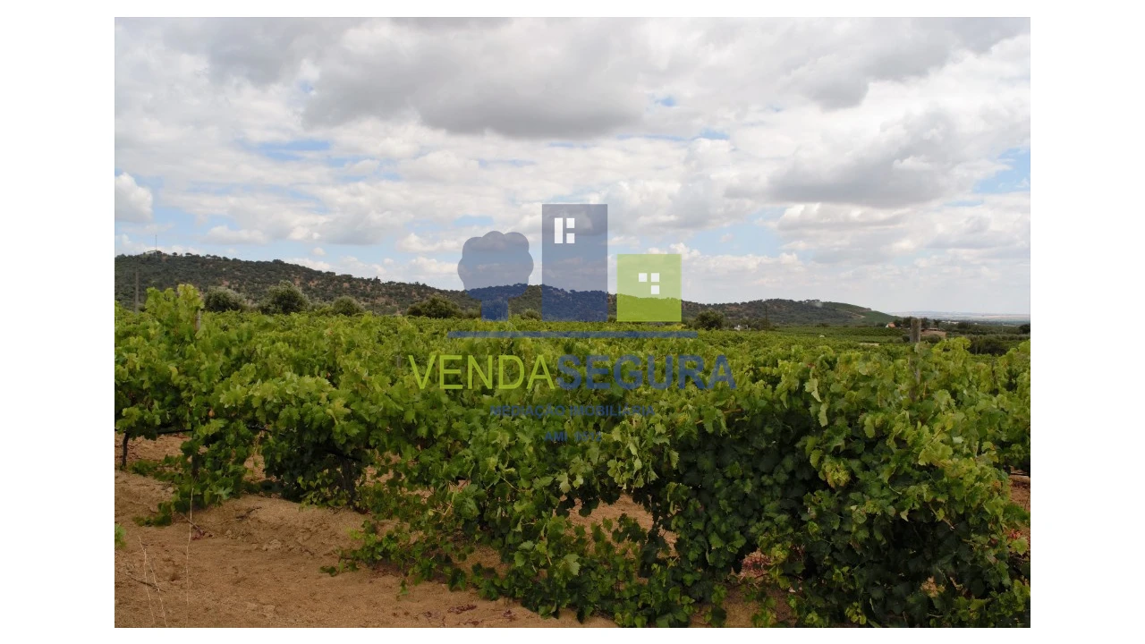 Terreno para Venda em Vila de Frades Foto 6