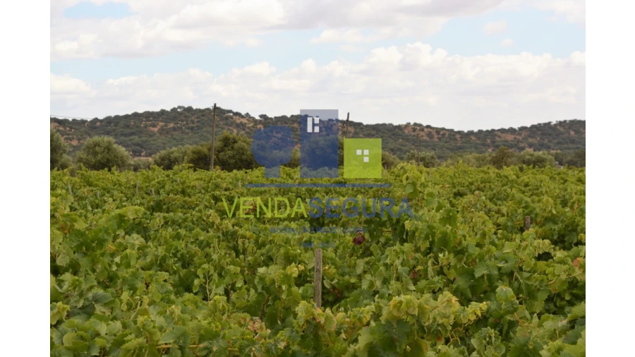 Terreno para Venda em Vila de Frades Foto 9