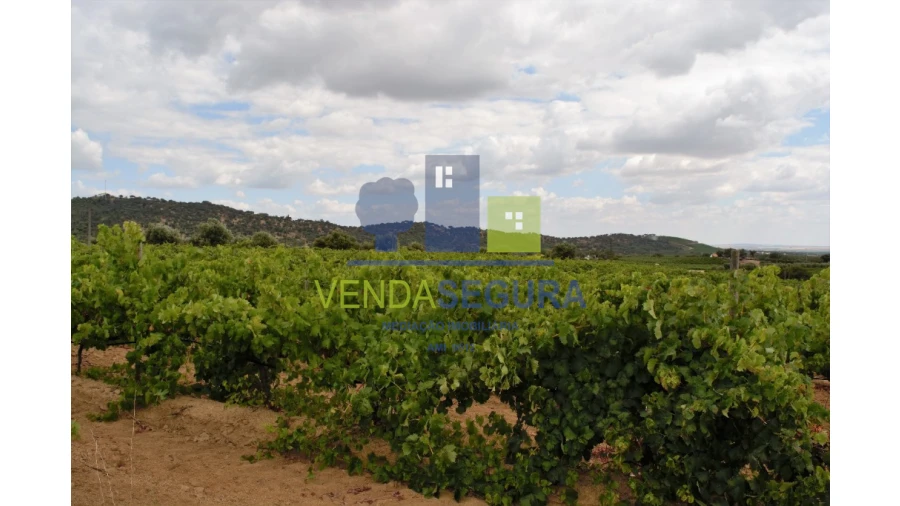 Terreno para Venda em Vila de Frades Foto 6