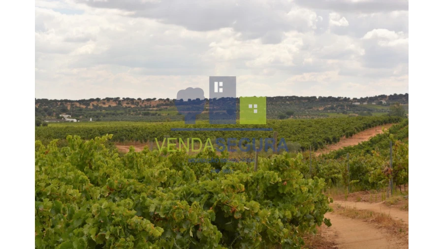 Terreno para Venda em Vila de Frades Foto 5