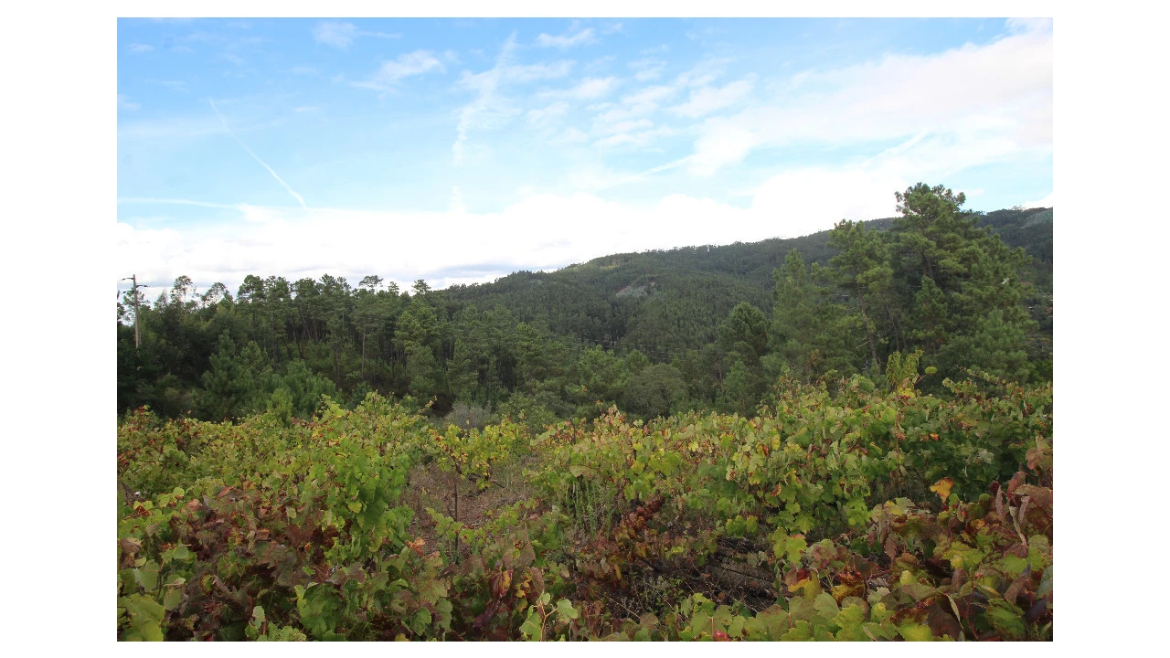 Terreno para Venda em Almalagues Foto 2