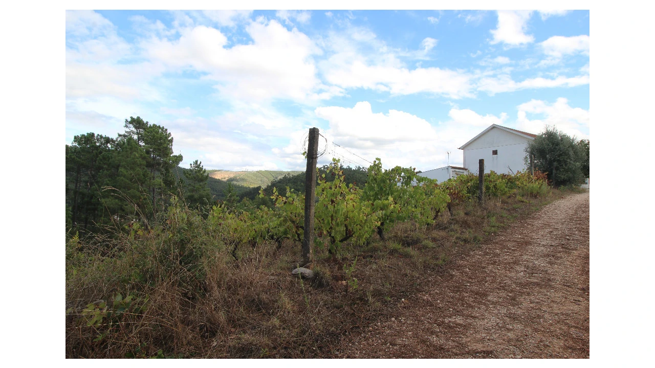 Terreno para Venda em Almalagues Foto 3