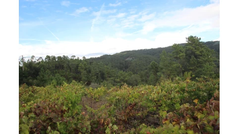 Terreno para Venda em Almalagues