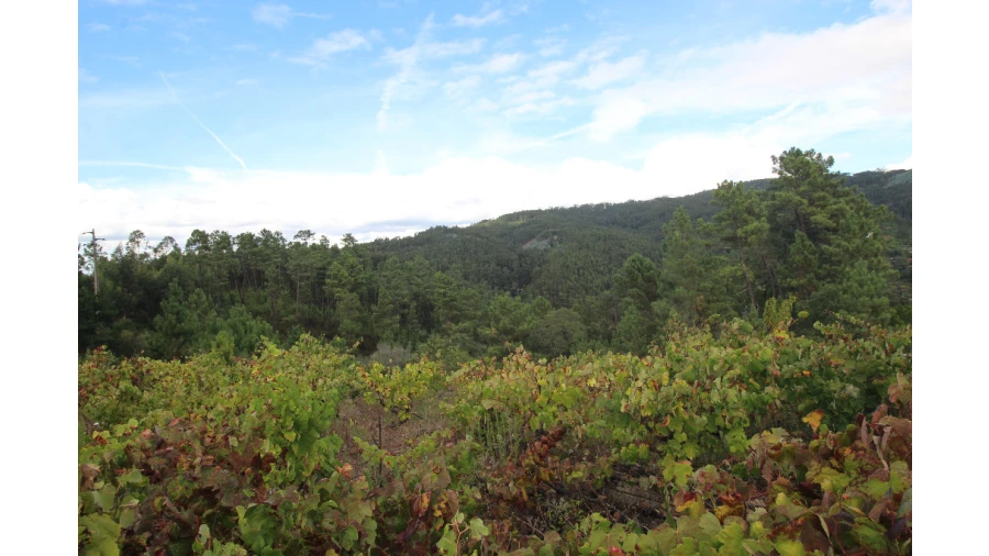 Terreno para Venda em Almalagues Foto 2