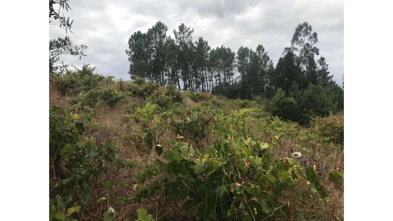 Terreno para Venda em Almalagues Foto 1