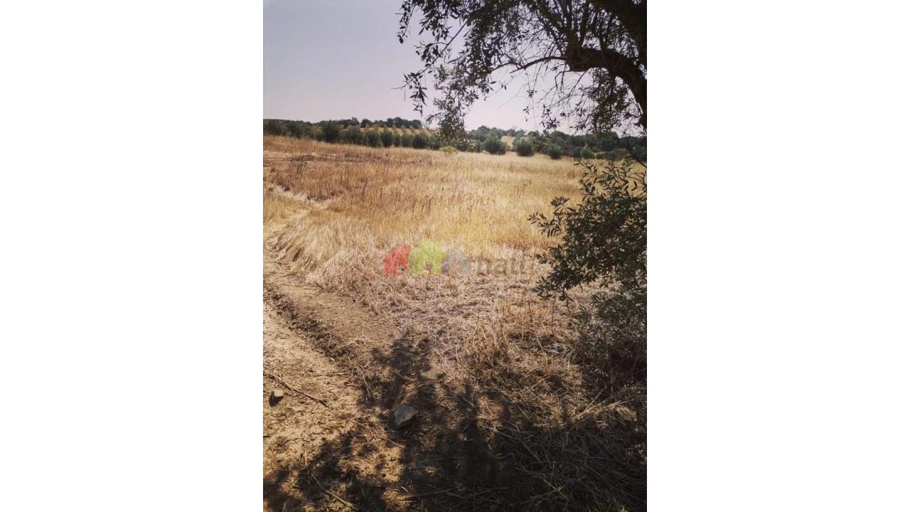 Terreno para Venda em Vila de Frades Foto 7