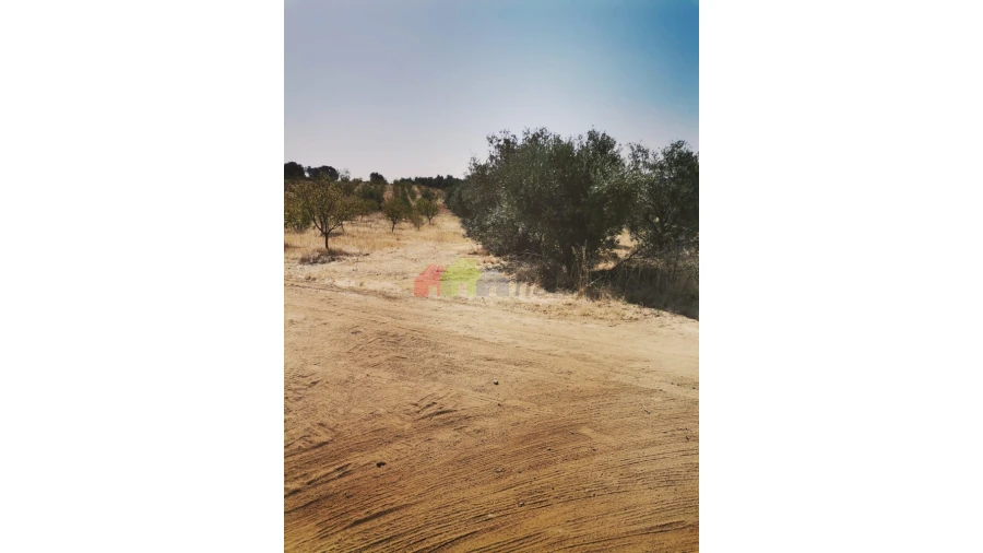 Terreno para Venda em Vila de Frades Foto 5