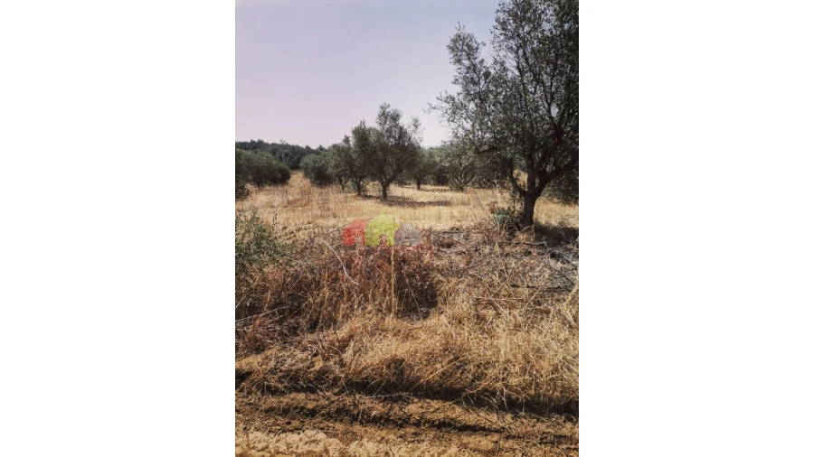 Terreno para Venda em Vila de Frades Foto 11