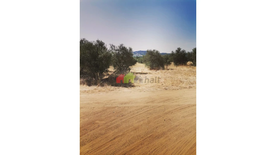 Terreno para Venda em Vila de Frades Foto 13