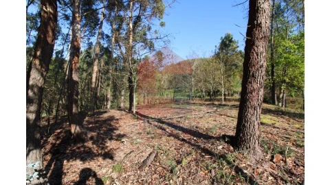 Terreno para Venda em Sande, Vilarinho, Barros e Gomide