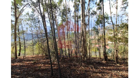 Terreno para Venda em Sande, Vilarinho, Barros e Gomide