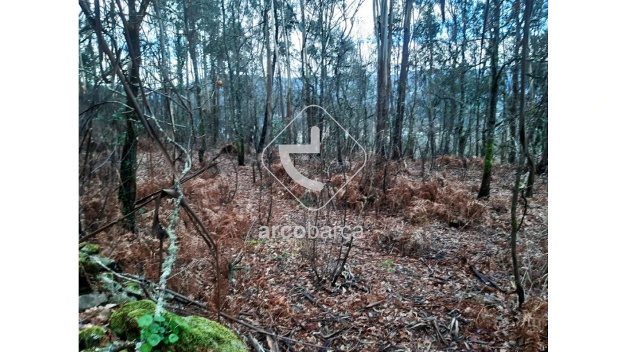 Terreno para Venda em Vilela, São Cosme e São Damião e Sá Foto 3