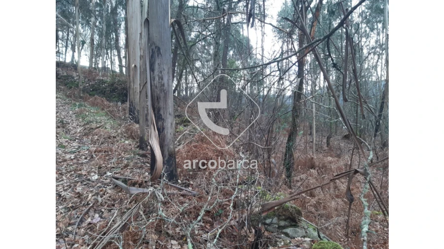 Terreno para Venda em Vilela, São Cosme e São Damião e Sá Foto 4